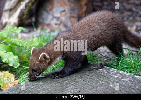 Pine Marten (Martes Martes) Kit – geborgene Wildtiere wurden freigelassen. Stockfoto