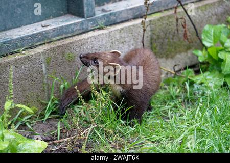 Pine Marten (Martes Martes) Kit – geborgene Wildtiere wurden freigelassen. Stockfoto