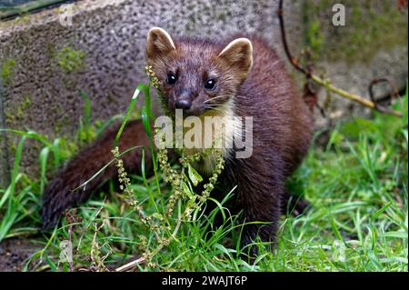 Pine Marten (Martes Martes) Kit – geborgene Wildtiere wurden freigelassen. Stockfoto