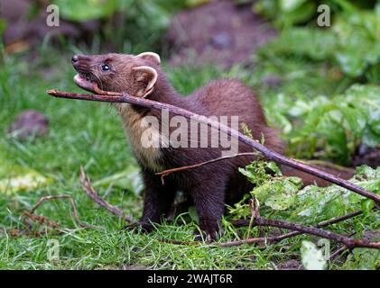 Pine Marten (Martes Martes) Kit – geborgene Wildtiere wurden freigelassen. Stockfoto