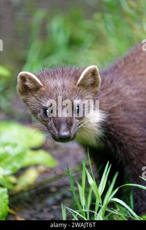 Pine Marten (Martes Martes) Kit – geborgene Wildtiere wurden freigelassen. Stockfoto