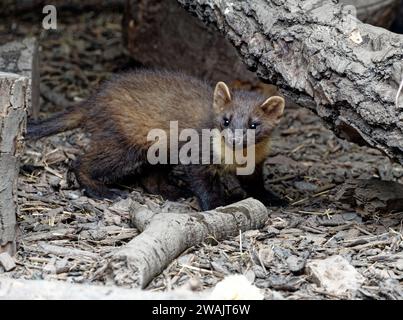 Pine Marten (Martes Martes) Kit – geborgene Wildtiere wurden freigelassen. Stockfoto