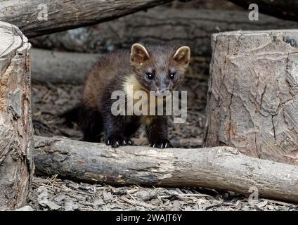 Pine Marten (Martes Martes) Kit – geborgene Wildtiere wurden freigelassen. Stockfoto