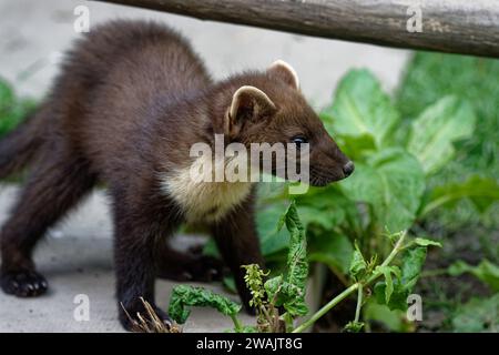 Pine Marten (Martes Martes) Kit – geborgene Wildtiere wurden freigelassen. Stockfoto