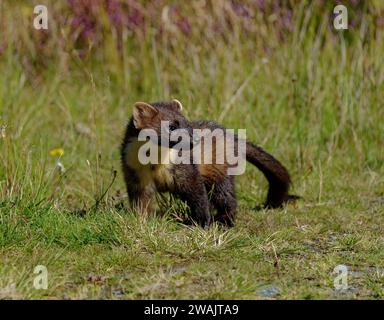 Pine Marten (Martes Martes) Kit – geborgene Wildtiere wurden freigelassen. Stockfoto