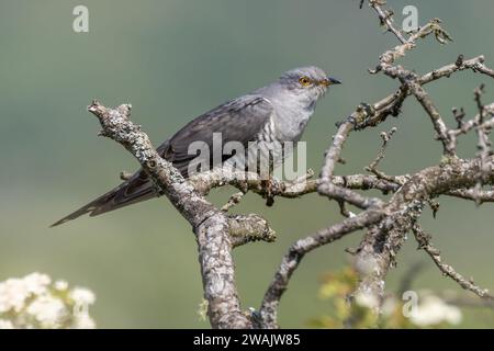 Kuckuckuck sitzt auf einem alten Flechtenbedeckten toten Baum Stockfoto