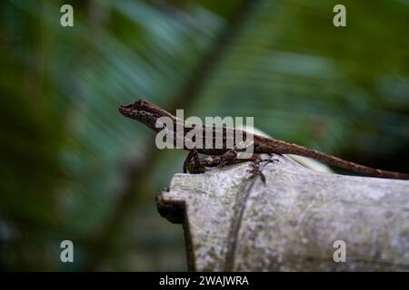 Eine kleine braune Eidechse auf einem Holzstamm, Anolis cristatellus Stockfoto