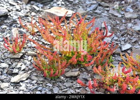 Gehörnte Dock oder rote Dock (Rumex bucephalophorus) ist eine jährliche Pflanze, die im Mittelmeer-Becken beheimatet. Dieses Foto wurde in Favaritx, Menorca Biosphäre aufgenommen Stockfoto