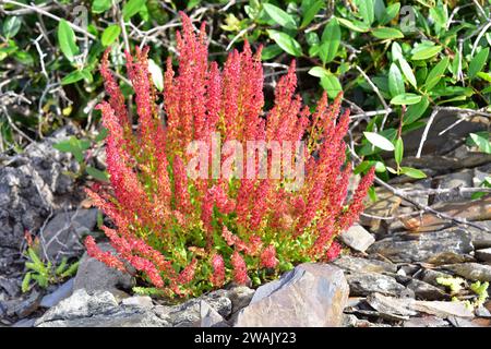 Gehörnte Dock oder rote Dock (Rumex bucephalophorus) ist eine jährliche Pflanze, die im Mittelmeer-Becken beheimatet. Dieses Foto wurde in Favaritx, Menorca Biosphäre aufgenommen Stockfoto