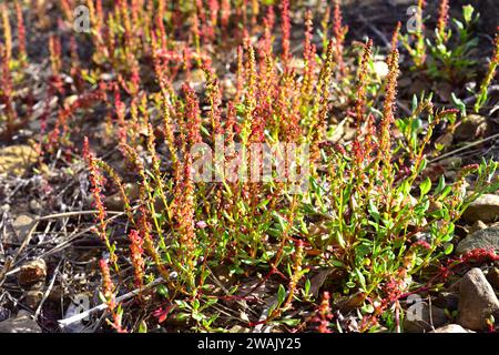 Gehörnte Dock oder rote Dock (Rumex bucephalophorus) ist eine jährliche Pflanze, die im Mittelmeer-Becken beheimatet. Dieses Foto wurde in Favaritx, Menorca Biosphäre aufgenommen Stockfoto