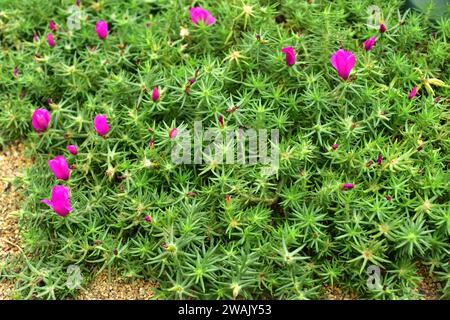 Rosenmoos (Portulaca grandiflora) ist eine Sukkulente, die in Südamerika beheimatet ist. Stockfoto