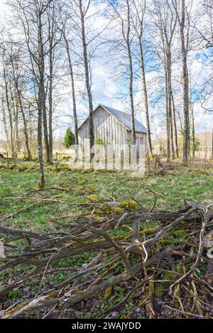 Liegen Äste auf dem Boden am Baumhain Stockfoto