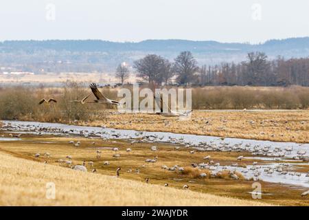 Kran fliegt im Frühling über einer Wiese Stockfoto