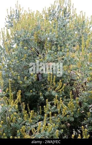 Die Banksia praemorsa (Banksia praemorsa) ist ein immergrüner Strauch, der im Südwesten Australiens beheimatet ist. Stockfoto