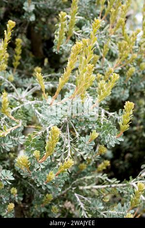 Die Banksia praemorsa (Banksia praemorsa) ist ein immergrüner Strauch, der im Südwesten Australiens beheimatet ist. Stockfoto