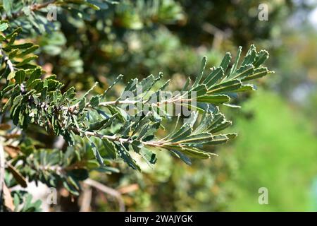 Die Banksia praemorsa (Banksia praemorsa) ist ein immergrüner Strauch, der im Südwesten Australiens beheimatet ist. Stockfoto