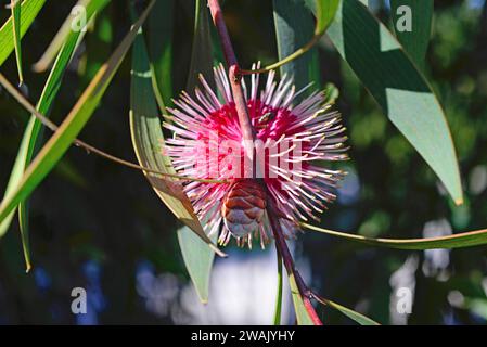 Emu Bush oder Pincushion (Hakea laurina) ist ein im Südwesten Australiens heimischer Sträucher. Stockfoto