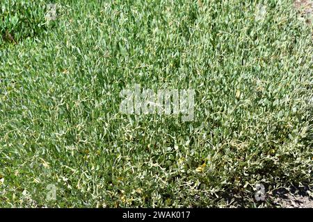 Seepurslane (Halimione portulacoides oder Atriplex portulacoides) ist ein Halophytenstrauch, der in den Küsten des Mittelmeerbeckens und in den Küsten des Atlantiks Europas beheimatet ist Stockfoto