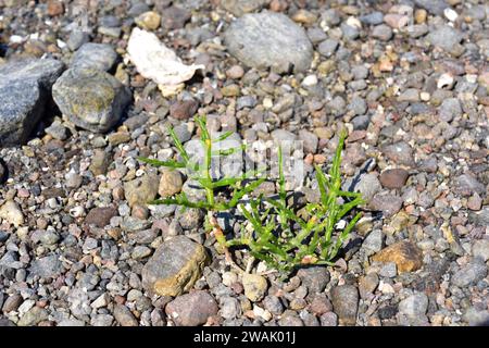Salicornia europaea oder Salicornia herbacea ist ein einjähriges Sukkulentkraut, das an den Küsten Europas, Nordafrikas und Westküste A beheimatet ist Stockfoto