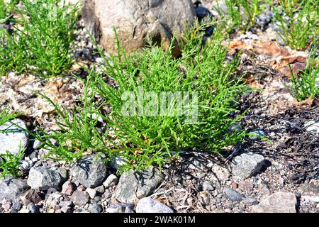 Salicornia europaea oder Salicornia herbacea ist ein einjähriges Sukkulentkraut, das an den Küsten Europas, Nordafrikas und Westküste A beheimatet ist Stockfoto