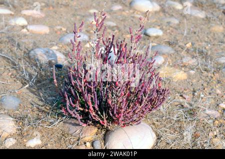 Salicornia europaea oder Salicornia herbacea (Salicornia europaea oder Salicornia herbacea) ist ein einjähriges Halophytenkraut, das an den europäischen Küsten, Nordafrika und Nordafrika beheimatet ist Stockfoto