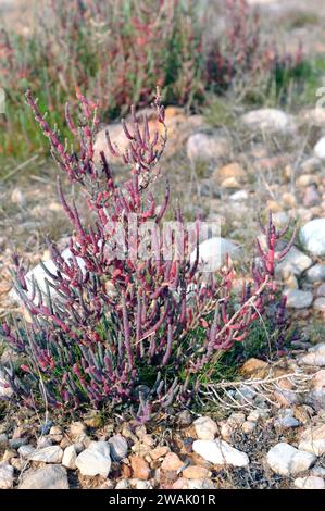 Salicornia europaea oder Salicornia herbacea (Salicornia europaea oder Salicornia herbacea) ist ein einjähriges Halophytenkraut, das an den europäischen Küsten, Nordafrika und Nordafrika beheimatet ist Stockfoto