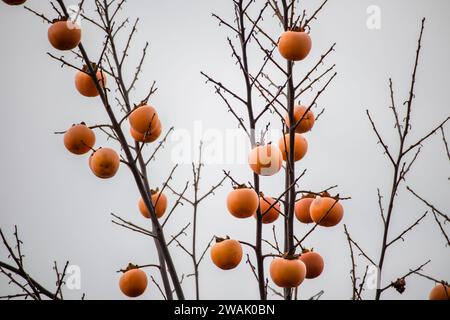 Apfelkaki, japanischer Apfel, Persimmonfrucht auf Baumzweigen im Herbst Stockfoto