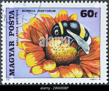 Gestempelte Briefmarke von Ungarn, die Gartenhummel (Bombus hortorum), Blanket Blume, Insekten bestäuben Blumen, um 1980 zeigt. Stockfoto