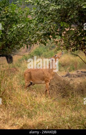 Wilde weibliche Nilgai oder Blaubullen oder Boselaphus tragocamelus größte asiatische Antilope asiens, die Blätter direkt vom Baum auf einer Waldsafari ernährt oder isst Stockfoto