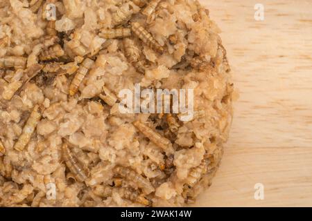 Close Shot essbare Käfer, die zu Fleischburgern mit Mealworms/Tenebrio Molitor gemacht werden. Insekten werden in vielen Teilen der Welt als Nahrung gegessen. Siehe Hinweise Stockfoto