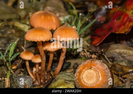 Betrügerpilz - Laccaria laccata Stockfoto