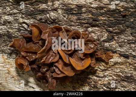 Blatthirnpilz - Phaeotremella foliacea Stockfoto