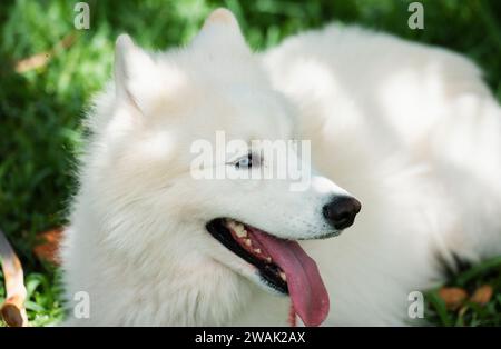 Wunderschönes Samoyed Laika. Niedlicher, lächelnder weißer Hund oder Bjelkier, verspieltes Haustier im Freien. Stockfoto
