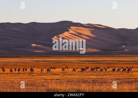 Peking, China. September 2023. Dieses Foto, das am 12. September 2023 aufgenommen wurde, zeigt tibetische wilde Esel im Altun Mountains National Nature Reserve in der autonomen Region Xinjiang Uygur im Nordwesten Chinas. Quelle: Hao Zhao/Xinhua/Alamy Live News Stockfoto