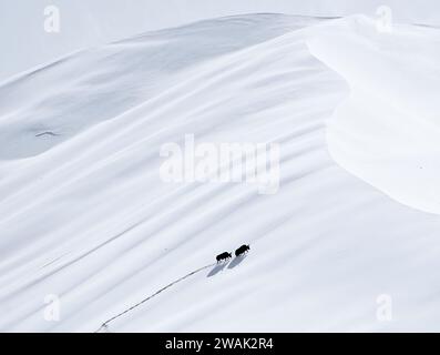 Peking, China. Oktober 2023. Dieses Foto vom 16. Oktober 2023 zeigt wilde Yaks in einer schneebedeckten Wüste im Altun Mountains National Nature Reserve in der autonomen Region Xinjiang Uygur im Nordwesten Chinas. Mit einer durchschnittlichen Höhe von 4.580 Metern umfasst das Altun Mountains National Nature Reserve eine Gesamtfläche von etwa 45.000 Quadratkilometern. Das Naturschutzgebiet ist ein Vertreter des Ökosystems der Hochebene in China und Heimat einer Vielzahl seltener Tiere. Quelle: Li Xiang/Xinhua/Alamy Live News Stockfoto