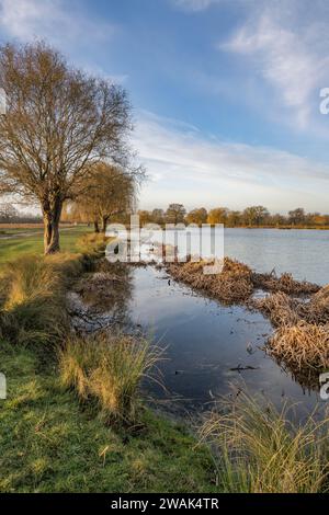 Winterschilf und lange Gräser neben dem Teich warten darauf, im Frühjahr zu blühen Stockfoto