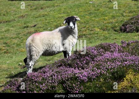 Schafe neben einem violetten Heidekraut, der direkt in die Kamera blickt, Swaledale, North Yorkshire, Großbritannien Stockfoto