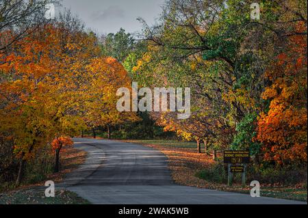 Eine gewundene Straße mit leuchtenden orange-gelben Blättern während des Sonnenuntergangs im Herbst. Stockfoto