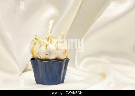 Die Knoblauchzehen wachsen und werden grün Stockfoto