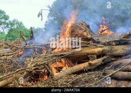 Das Abbrennen entwurzelter Bäume während der Vorbereitung des Bauhauses führte zum Verlust von Wald Stockfoto
