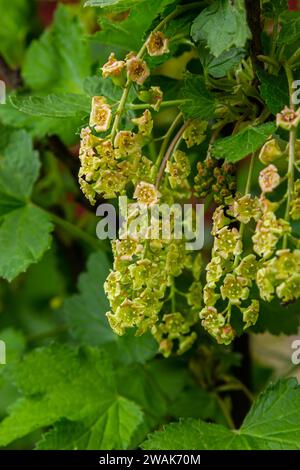 Rote Johannisbeere blüht auf einem Busch. Blühende Johannisbeere im Frühjahr im Garten. Stockfoto