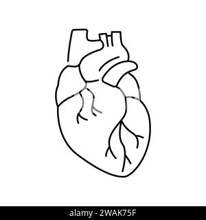 Symbol für die Farblinie des menschlichen Herzens. Organisation im Organismus. Vektorisoliertes Element. Bearbeitbare Kontur. Stock Vektor