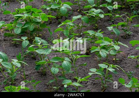 Junge grüne Sojabohnenblätter auf dem Feld. Stockfoto