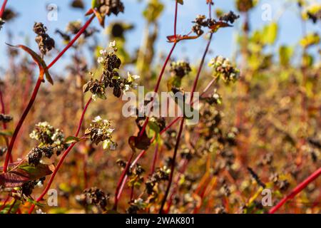 Reife Buchweizenpflanzen auf dem Feld. Selektiver Fokus. Geringe Schärfentiefe. Stockfoto