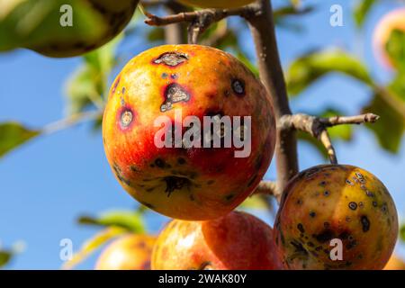 Ein Stapel Äpfel mit Apfelschorf-Krankheit. Stockfoto