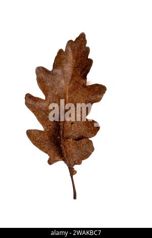 Flüchtige Schönheit: Braune Blätter auf weißem Hintergrund - symbolisch für Vergänglichkeit. Stockfoto