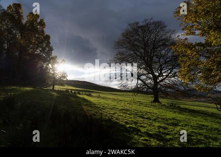 Dawyck Gardens in der Nähe von Peebles in Südschottland, im Herbst. Die Gärten der Royal Horticultural Society of Scotland sind in der Saison öffentlich zugänglich. Stockfoto
