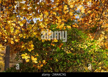 Dawyck Gardens in der Nähe von Peebles in Südschottland, im Herbst. Die Gärten der Royal Horticultural Society of Scotland sind in der Saison öffentlich zugänglich. Stockfoto