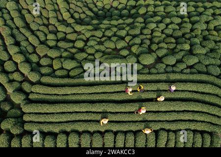 Peking, China. März 2023. Dieses Luftbild, das am 13. März 2023 aufgenommen wurde, zeigt Teesammler, die Longjing Teeblätter in einem Teegarten im Dorf Longjing in Hangzhou, der ostchinesischen Provinz Zhejiang, ernten. Quelle: Xu Yu/Xinhua/Alamy Live News Stockfoto