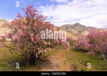 Wunderschön blühende Fliederblüten Bäume in den Bergen. Khizi. Aserbaidschan. Stockfoto